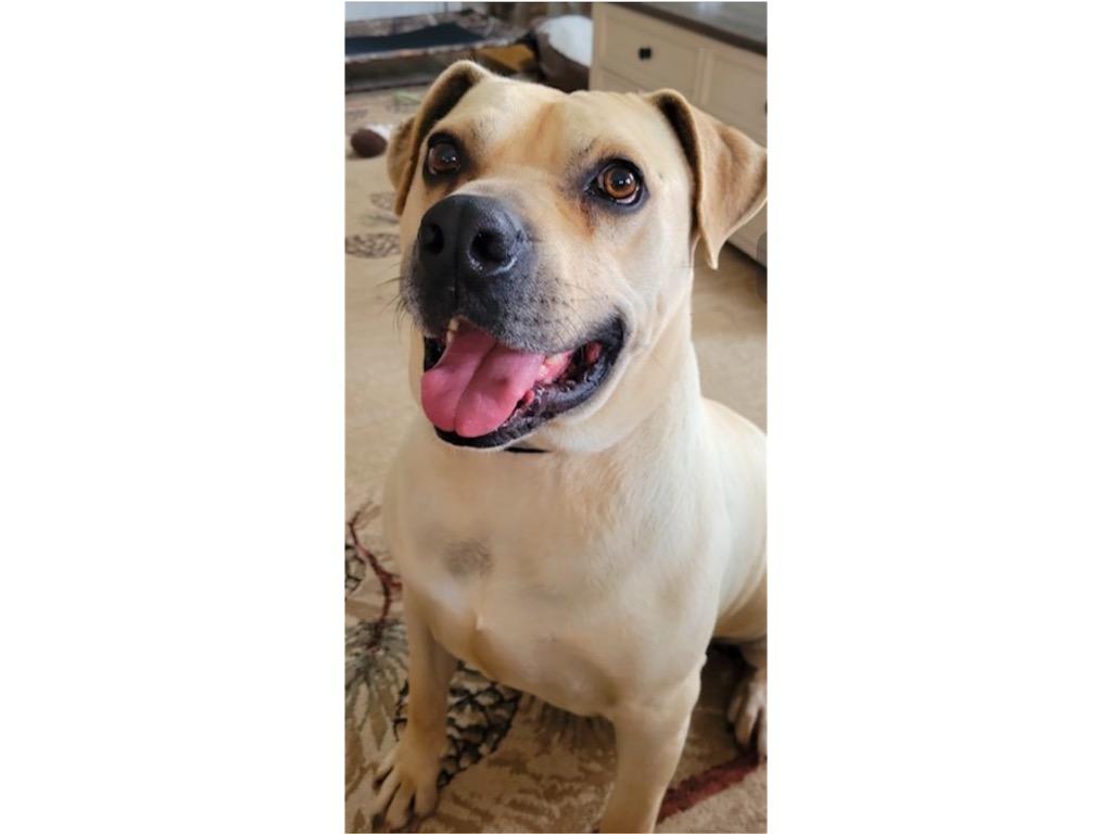 Enlarge BUBBA, a Adoptable mixed breed in Crossville, TN image 6/6