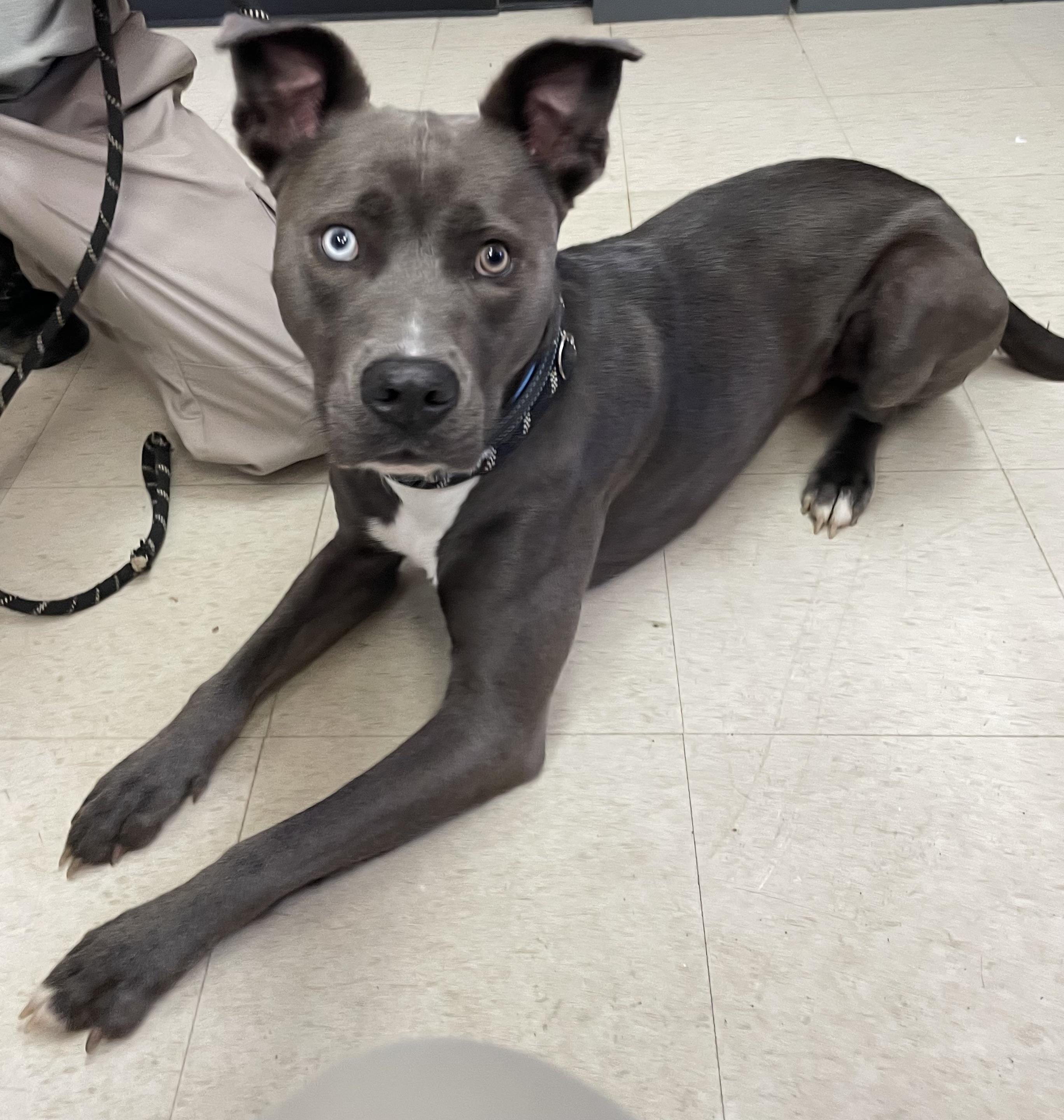 Smoke ADOPTED, an adopted mixed breed in Canton, OH image 1/3