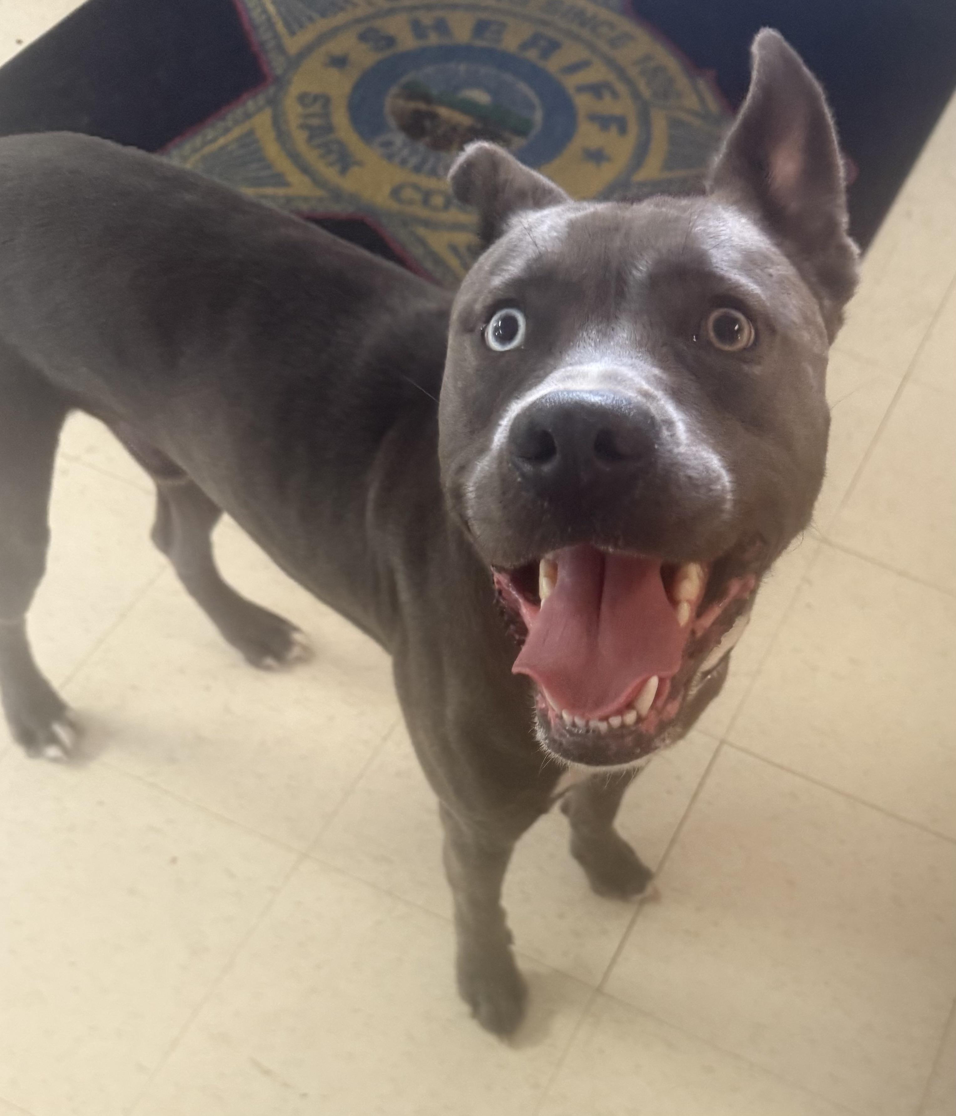 Smoke ADOPTED, an adopted mixed breed in Canton, OH image 3/3