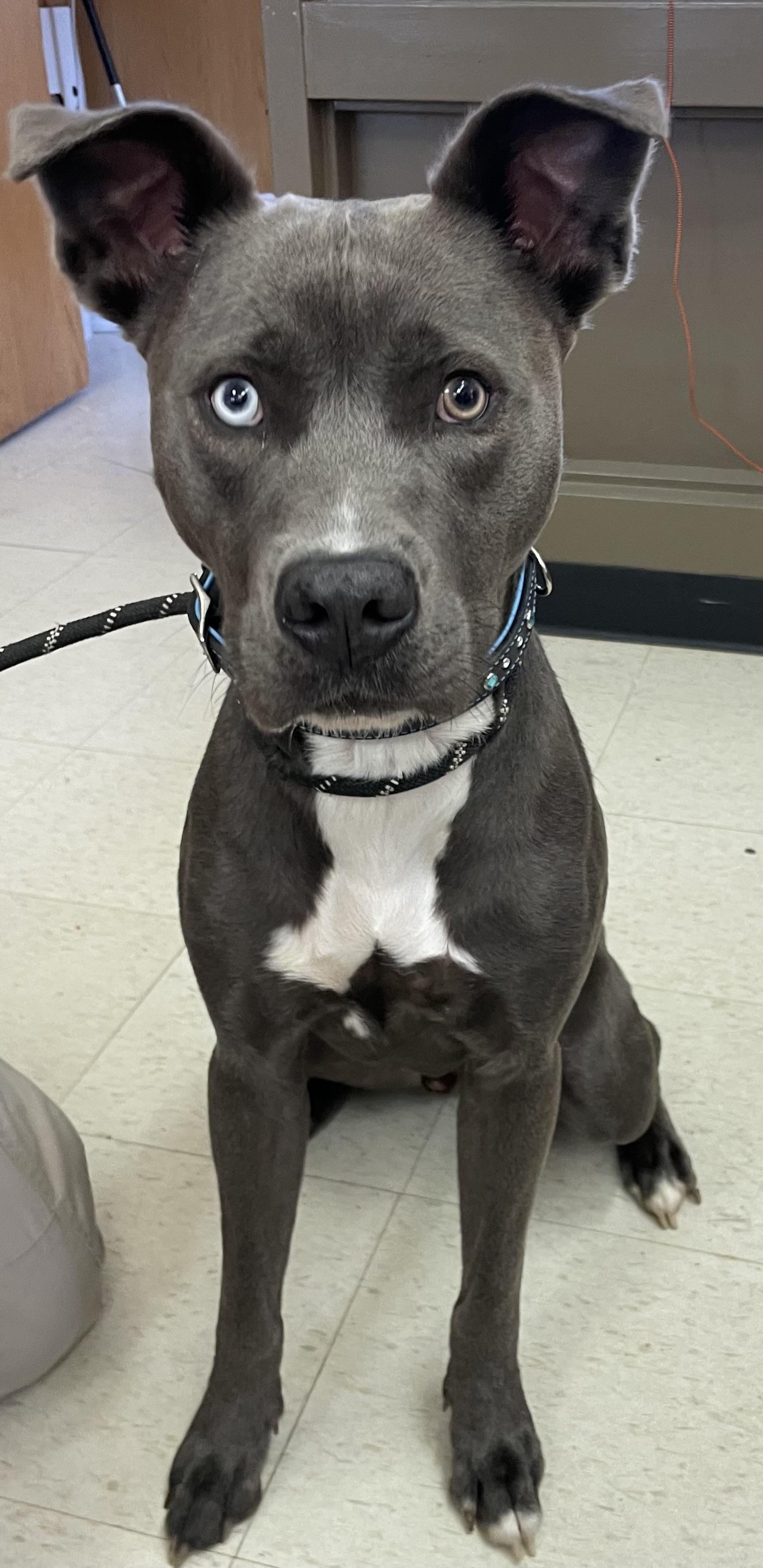 Smoke ADOPTED, an adopted mixed breed in Canton, OH image 2/3