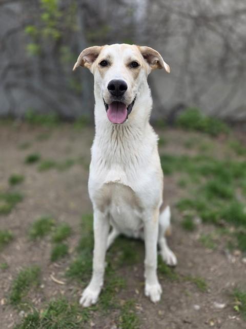 TOM HANKS, Adoptable, Young Male Collie & Mixed Breed.