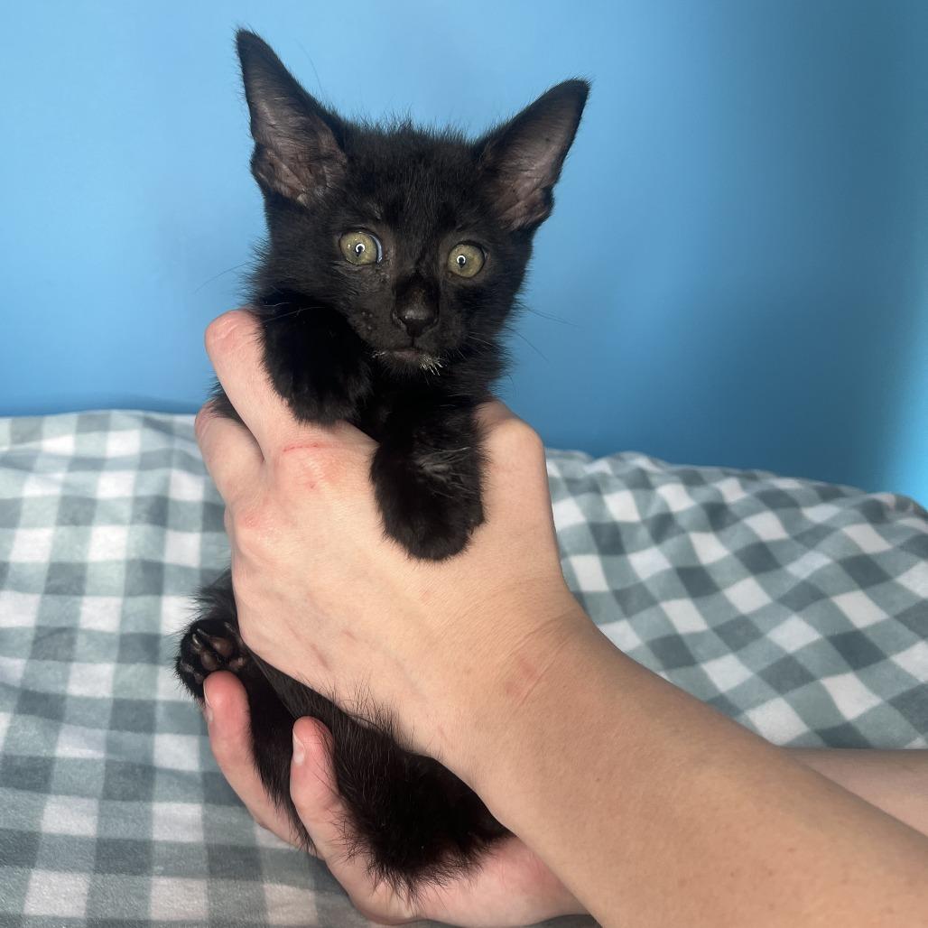 Enlarge Grumpy, a Adoptable Domestic Short Hair in San Antonio, TX image 2/3