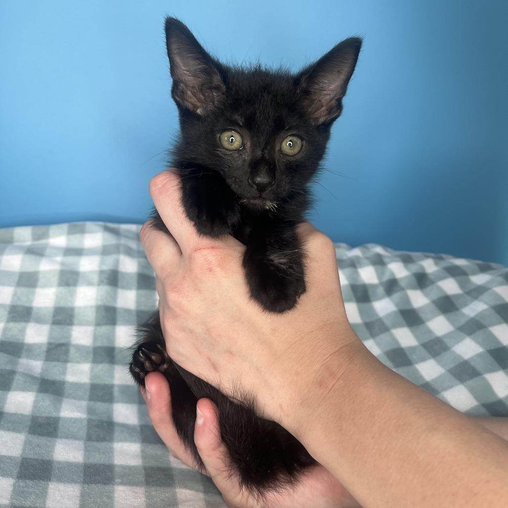 Enlarge Grumpy, a Adoptable Domestic Short Hair in San Antonio, TX image 3/3