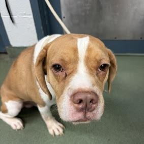 Enlarge Underdog, a Adoptable Mixed Breed in westport, CT image 6/6