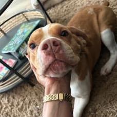 Underdog