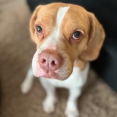 Enlarge Underdog, a Adoptable Mixed Breed in westport, CT image 4/6