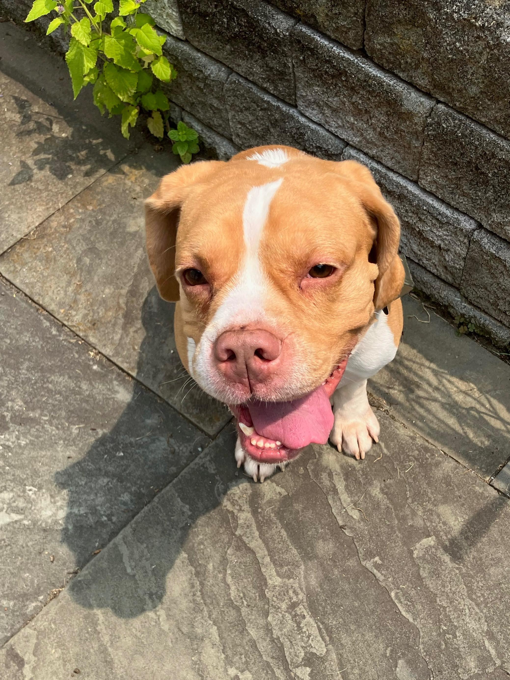 Enlarge Underdog, a Adoptable Mixed Breed in westport, CT image 1/6