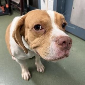 Underdog, Adult Male unknown