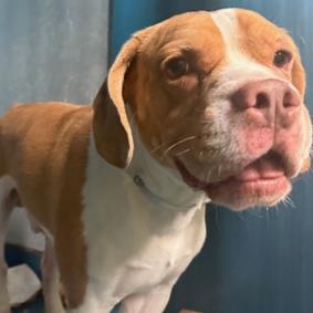 Enlarge Underdog, a Adoptable Mixed Breed in westport, CT image 3/6