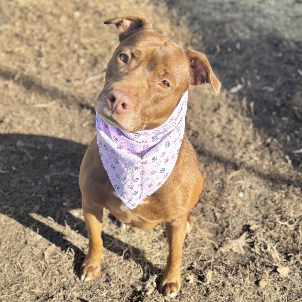 Enlarge Blossom, a Adoptable mixed breed in Wadena, MN image 1/3
