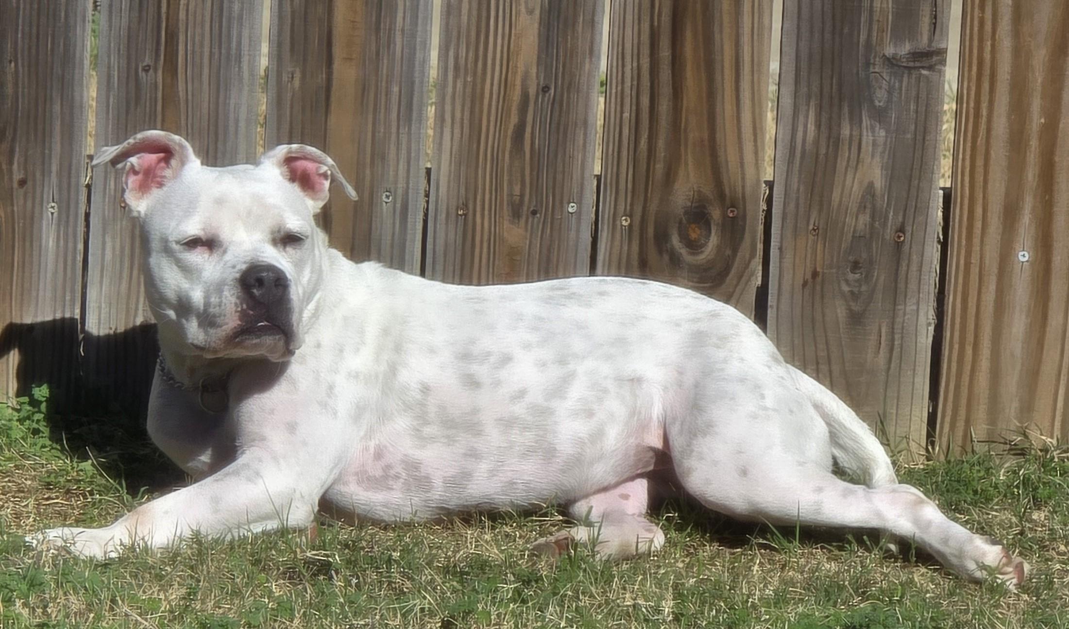 Enlarge Sophie, a ADOPTABLE American Bulldog in Denton, TX image 3/3