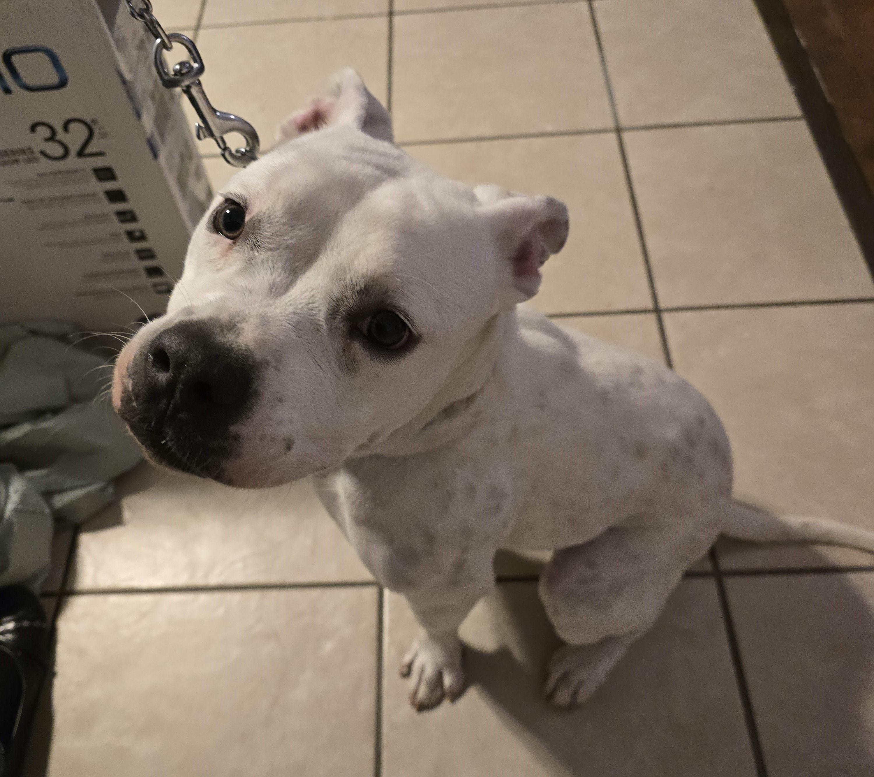 Enlarge Sophie, a ADOPTABLE American Bulldog in Denton, TX image 2/3