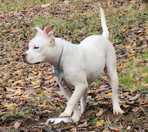 Enlarge Sophie, a ADOPTABLE American Bulldog in Denton, TX image 1/3