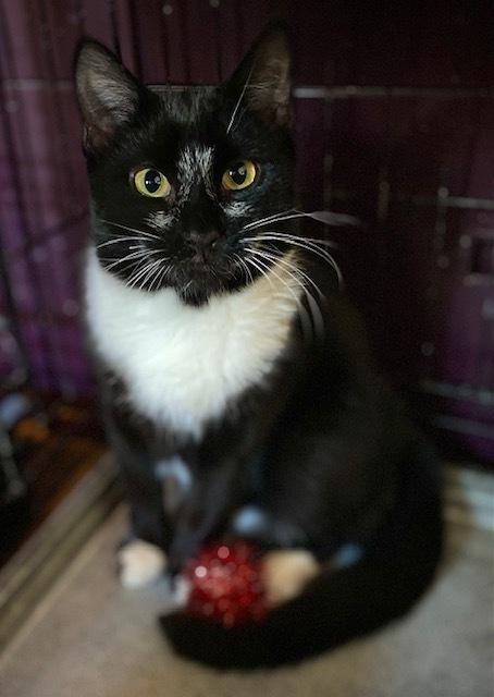 Enlarge Jeffy w/ Pluto, a Adoptable Domestic Short Hair in Duxbury, MA image 1/5