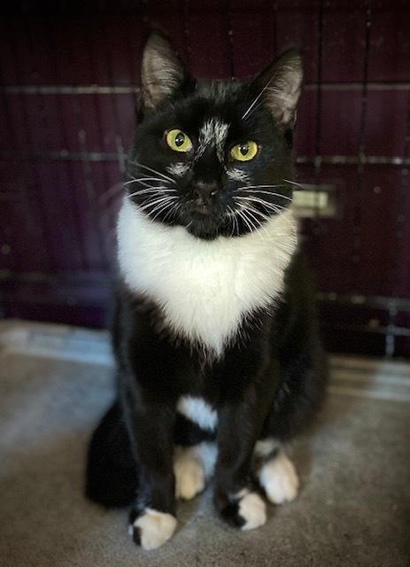 Enlarge Jeffy w/ Pluto, a Adoptable Domestic Short Hair in Duxbury, MA image 2/5