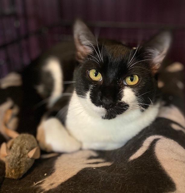 Jeffy w/ Pluto, Adoptable, Kitten Male Domestic Short Hair.