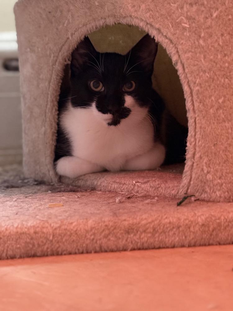 Enlarge Jeffy w/ Pluto, a Adoptable Domestic Short Hair in Duxbury, MA image 4/5
