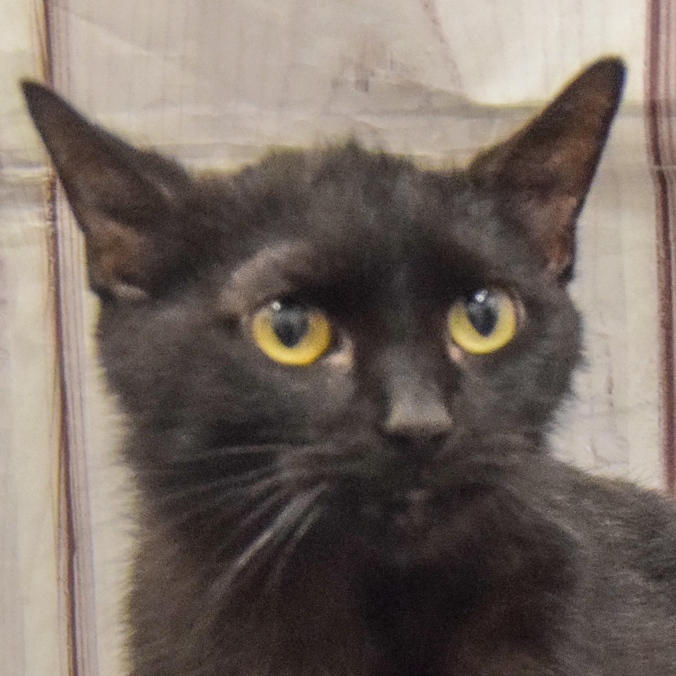 Licorice, adopted, Young Female Bombay & Domestic Short Hair.