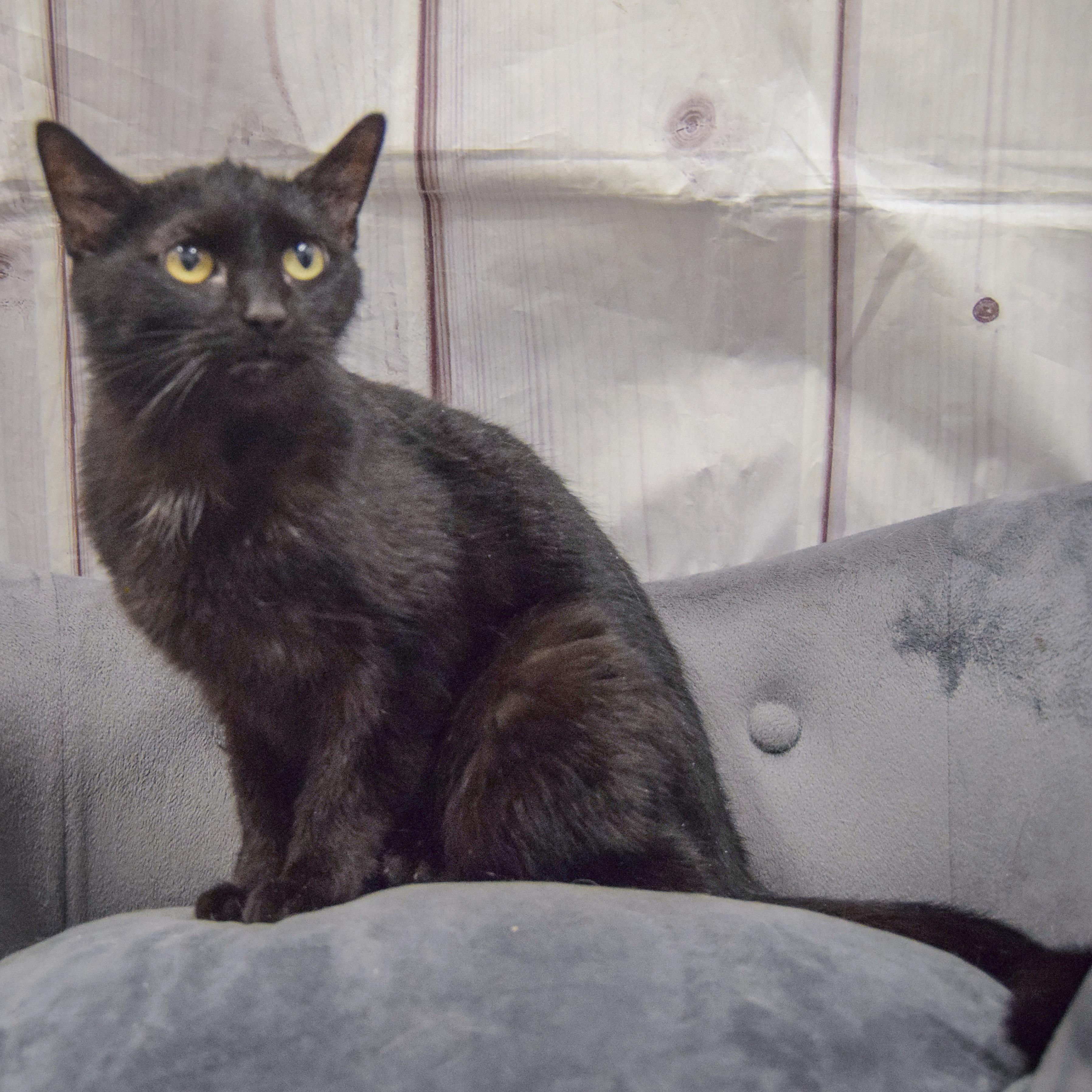Enlarge Licorice, an adopted mixed breed in Huntley, IL image 2/2