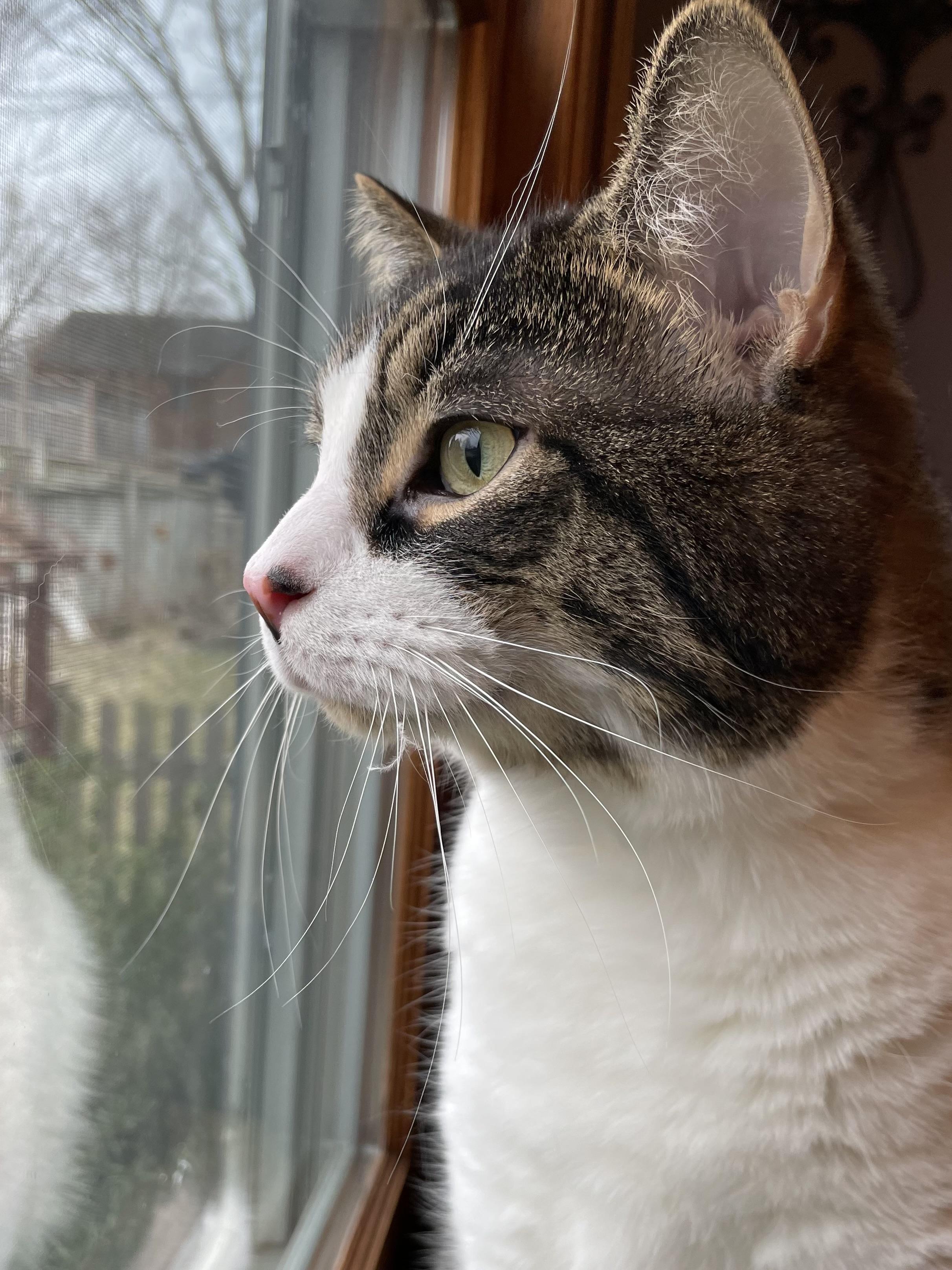 Lovey, a ADOPTABLE mixed breed in Belvidere, IL image 1/5