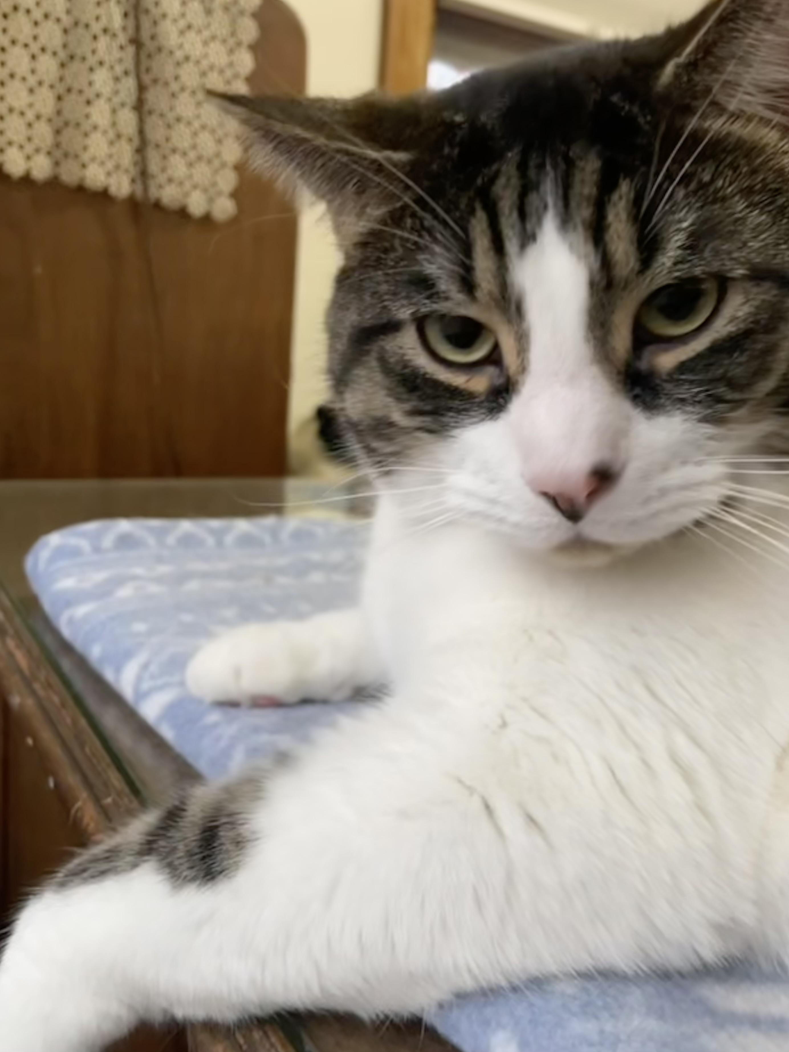 Lovey, a ADOPTABLE mixed breed in Belvidere, IL image 3/5