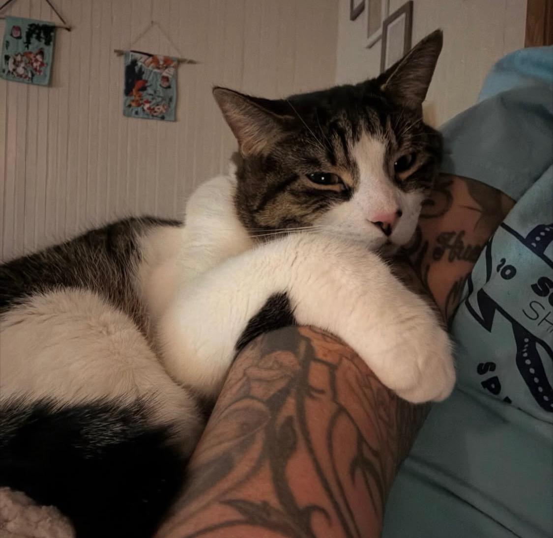 Lovey, a ADOPTABLE mixed breed in Belvidere, IL image 5/5