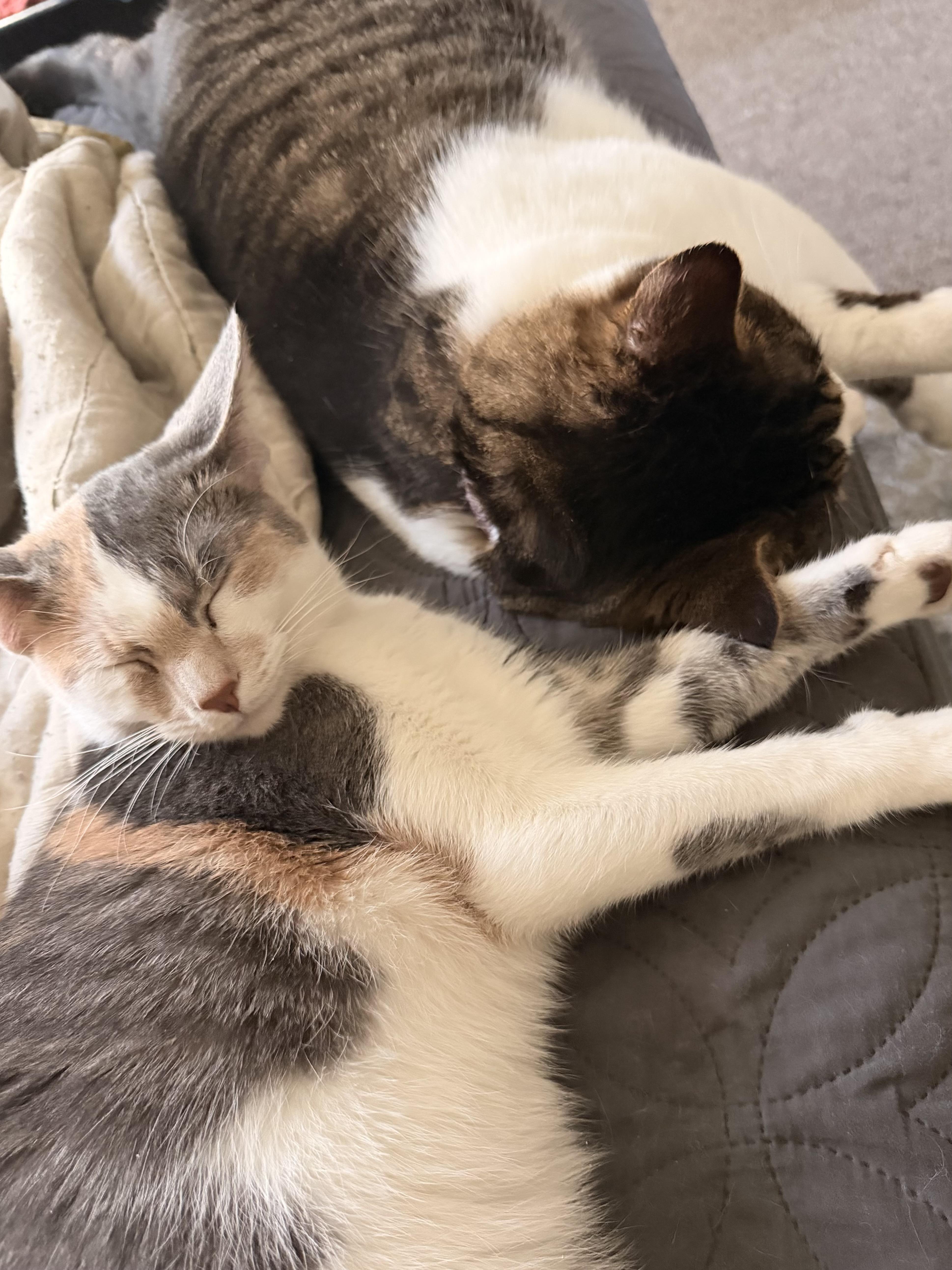 Lovey, a ADOPTABLE mixed breed in Belvidere, IL image 4/5