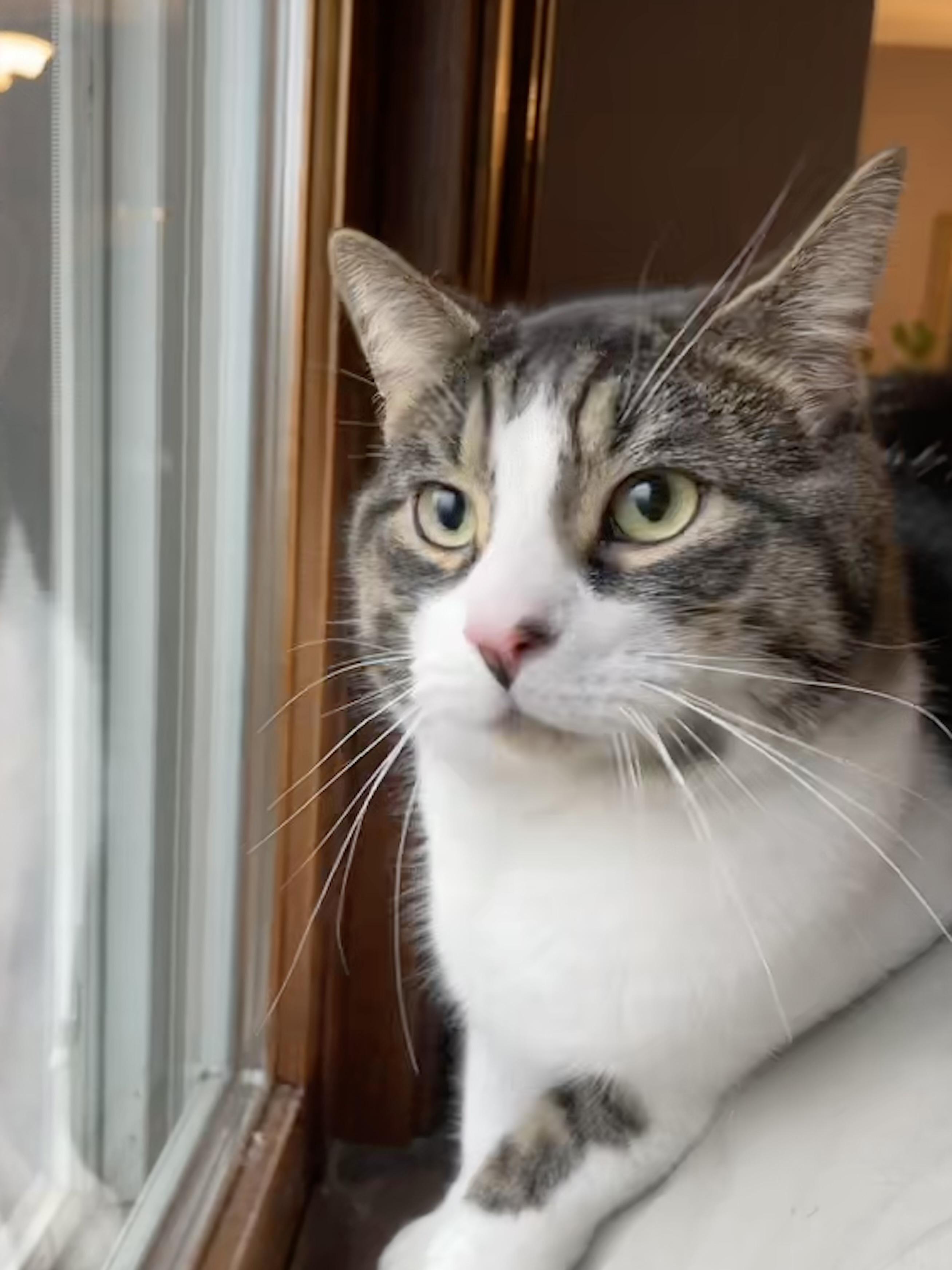 Lovey, a ADOPTABLE mixed breed in Belvidere, IL image 2/5