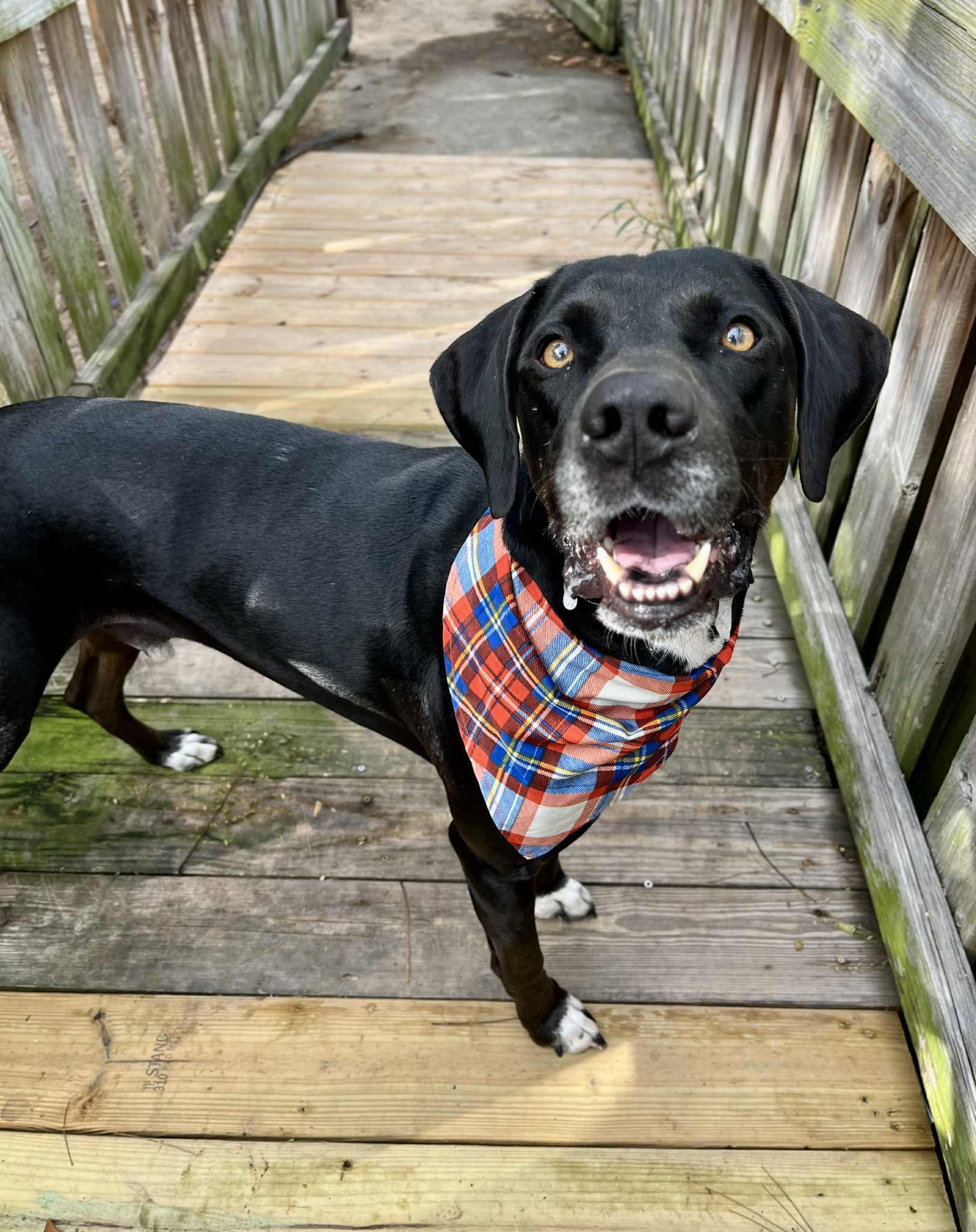 Ty - big lovable guy, a Adoptable mixed breed in Chattanooga, TN image 2/6