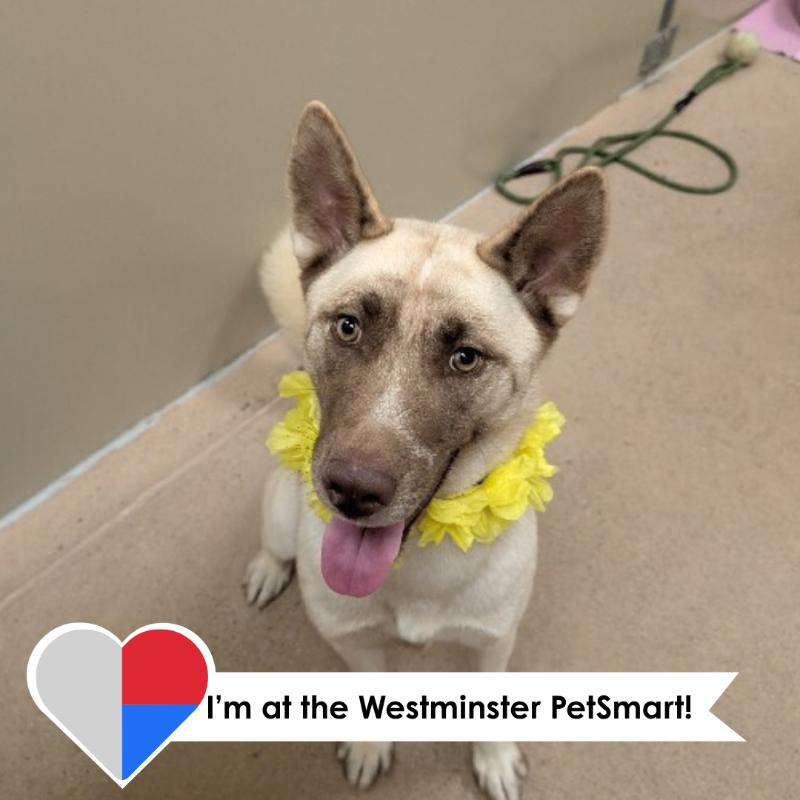 Shayna, a Adoptable mixed breed in Westminster, CO image 1/6