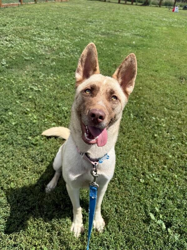 Shayna, Adoptable, Adult Female Husky & Mixed Breed.