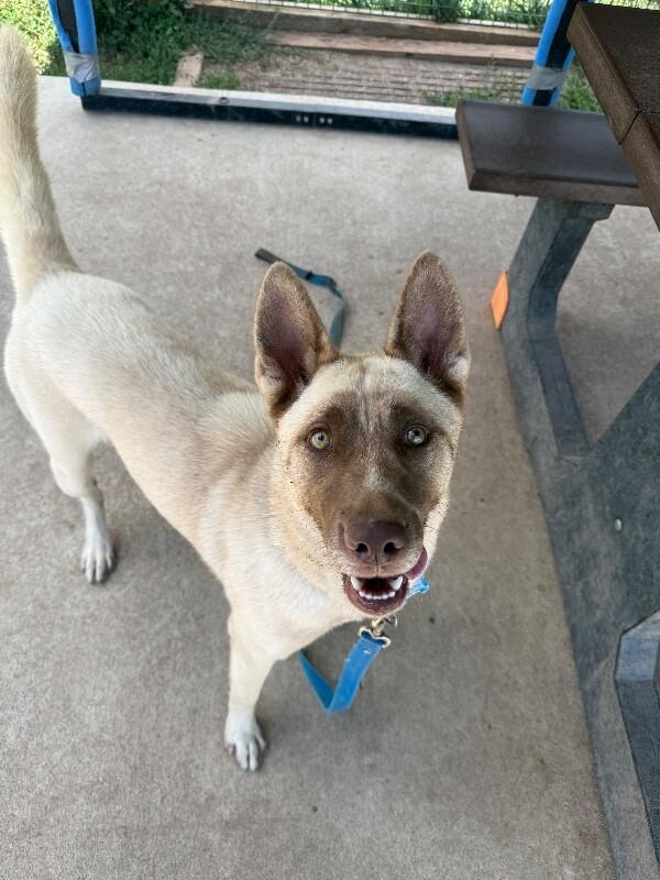Shayna, a Adoptable mixed breed in Westminster, CO image 5/6