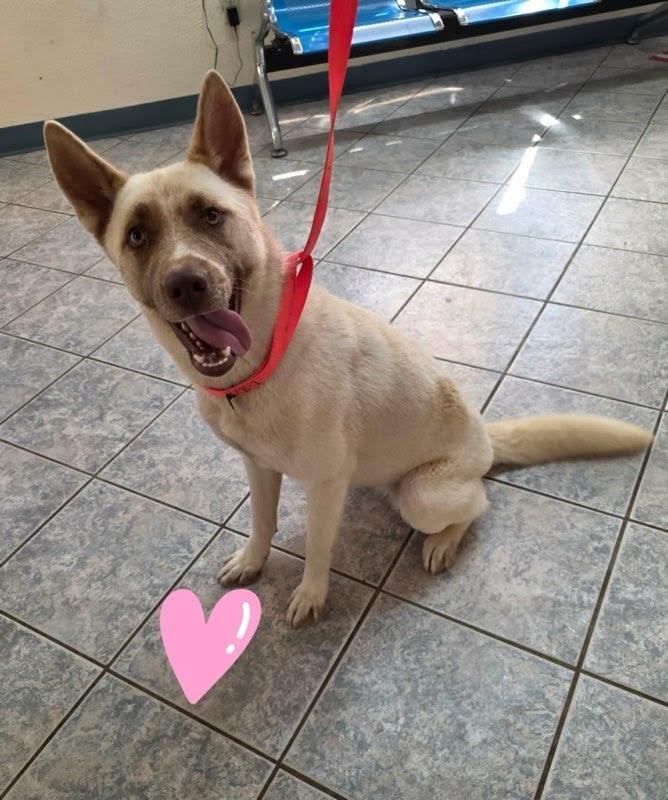 Shayna, a Adoptable mixed breed in Westminster, CO image 6/6