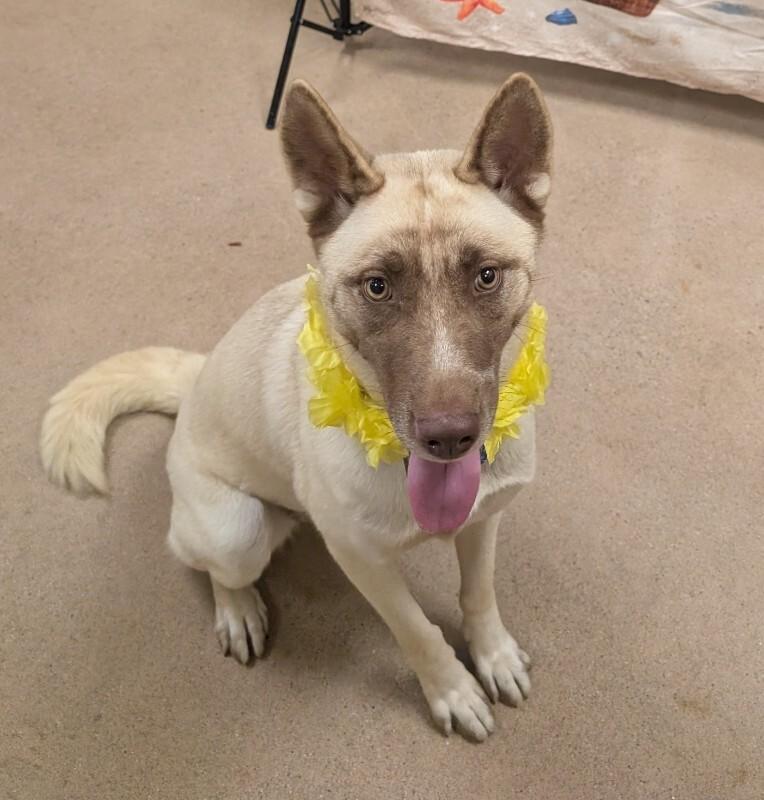Shayna, a Adoptable mixed breed in Westminster, CO image 2/6