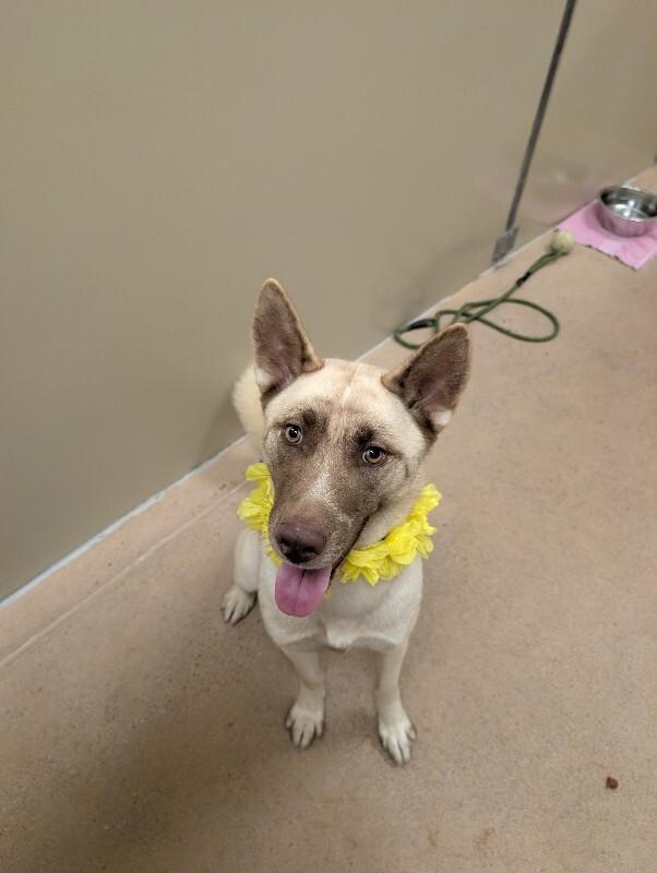 Shayna, a Adoptable mixed breed in Westminster, CO image 3/6