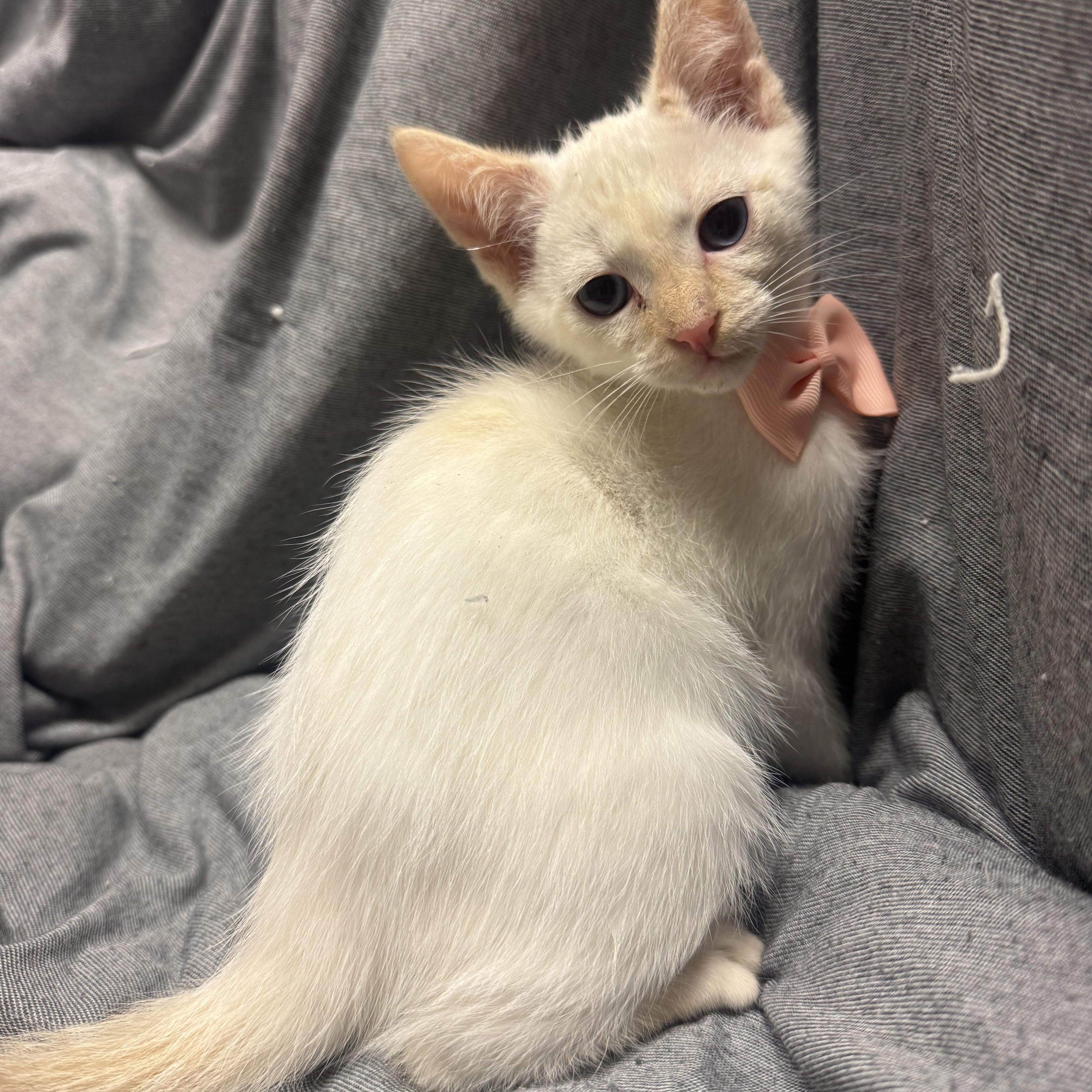 Enlarge Chimichanga , a ADOPTABLE Domestic Short Hair in Fredericksburg, VA image 2/3