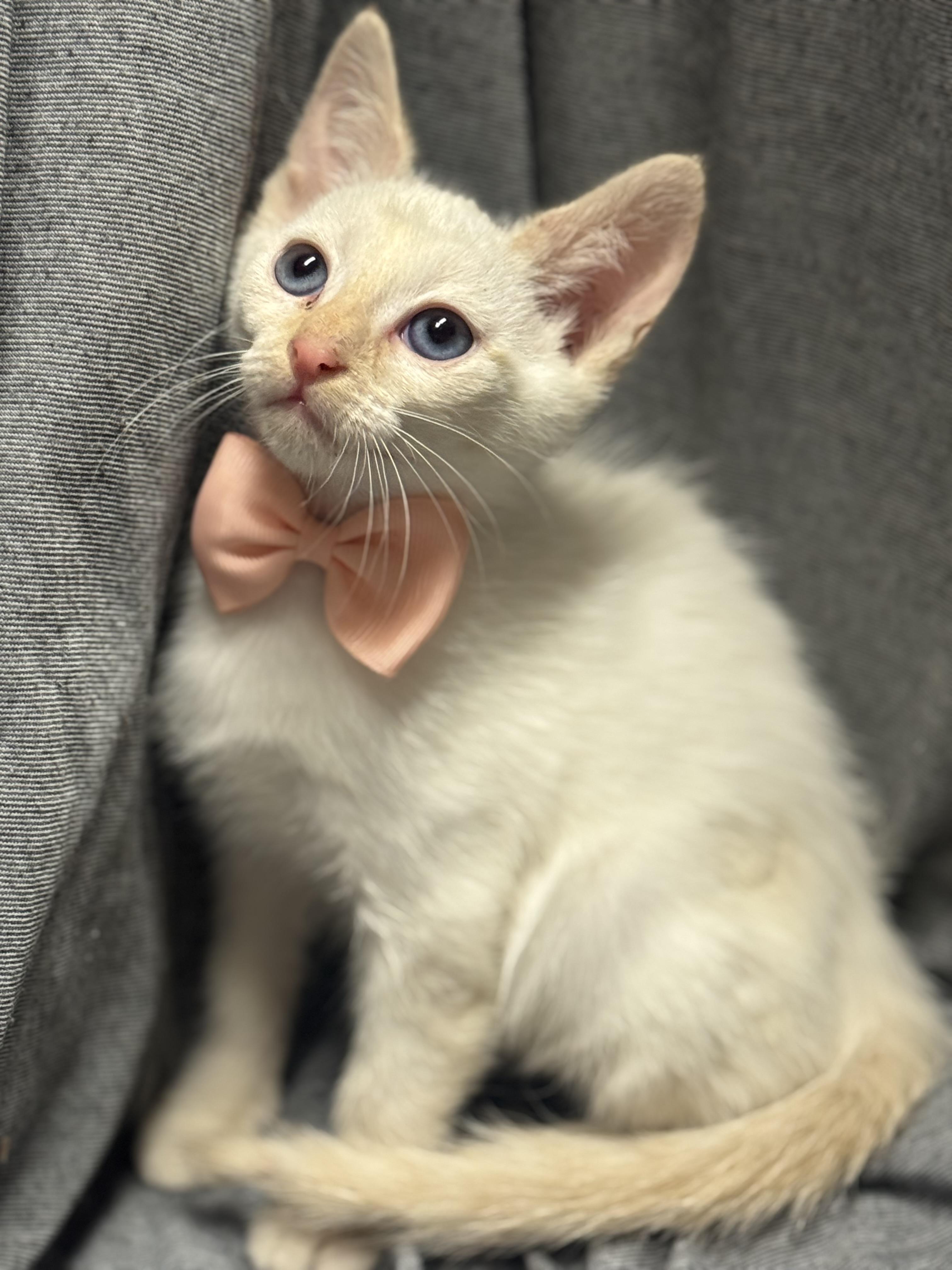 Chimichanga , ADOPTABLE, Kitten Female Domestic Short Hair.