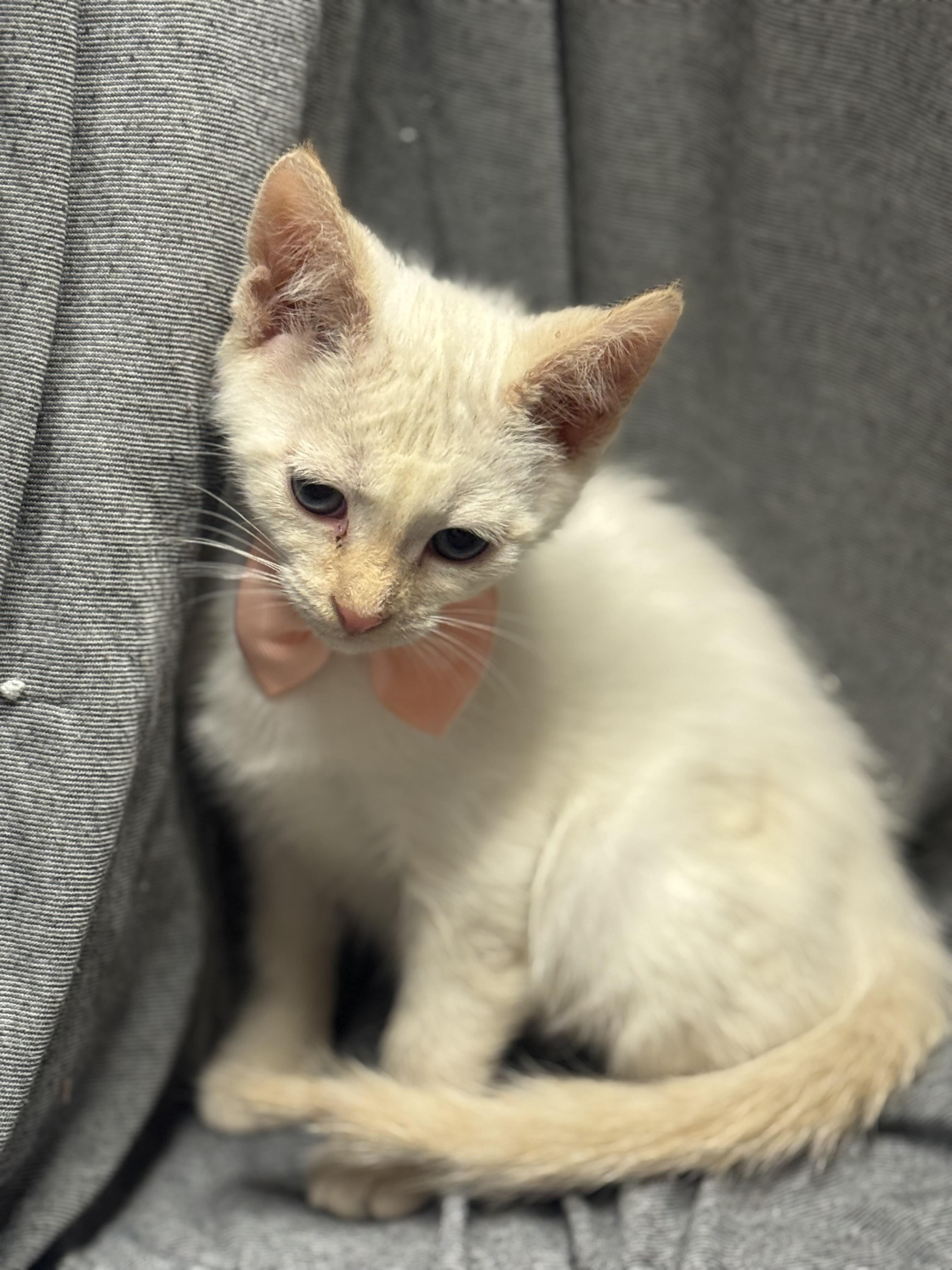 Enlarge Chimichanga , a ADOPTABLE Domestic Short Hair in Fredericksburg, VA image 3/3