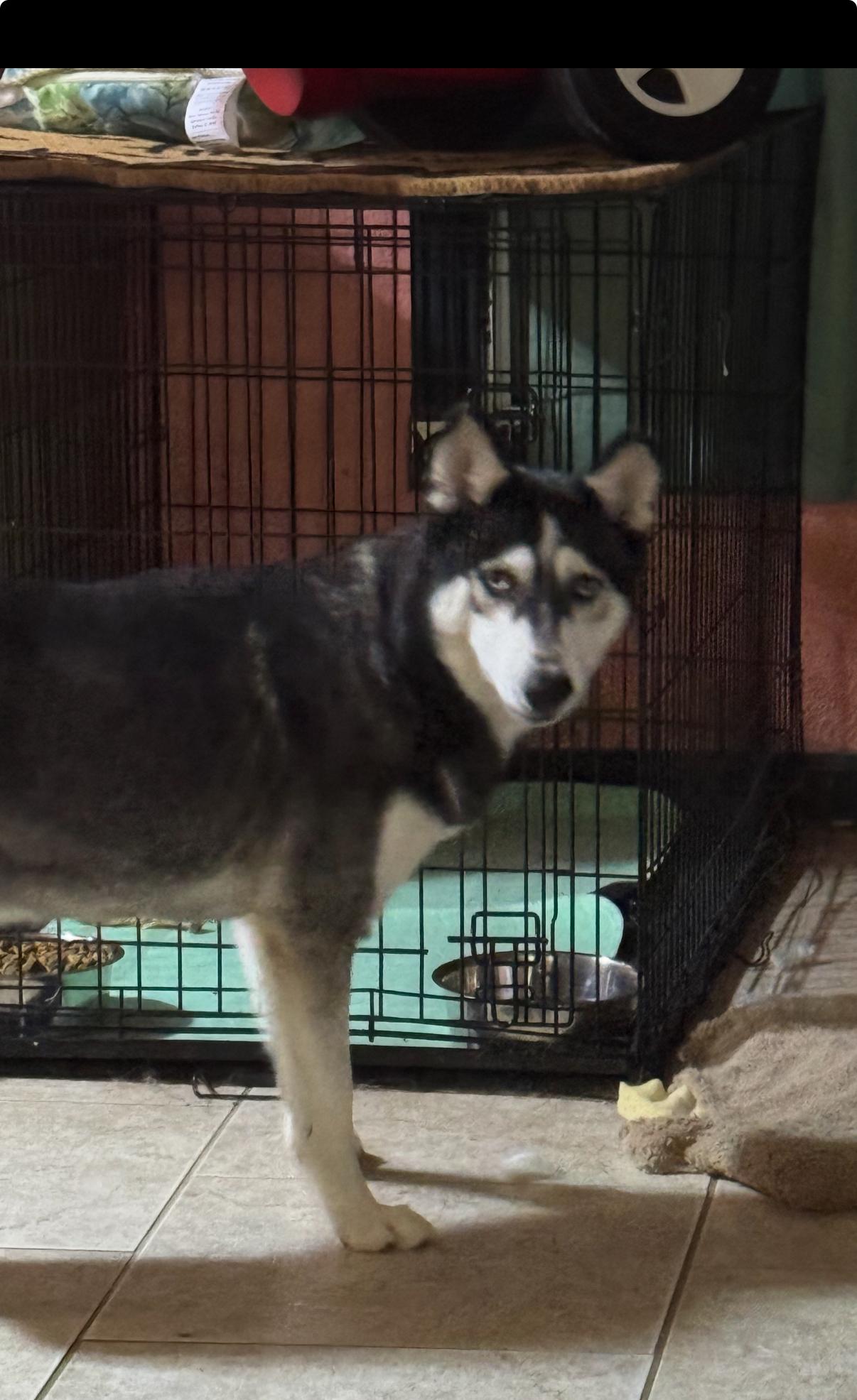 Bluebell, a Adoptable Siberian Husky in Westerville, OH image 4/4