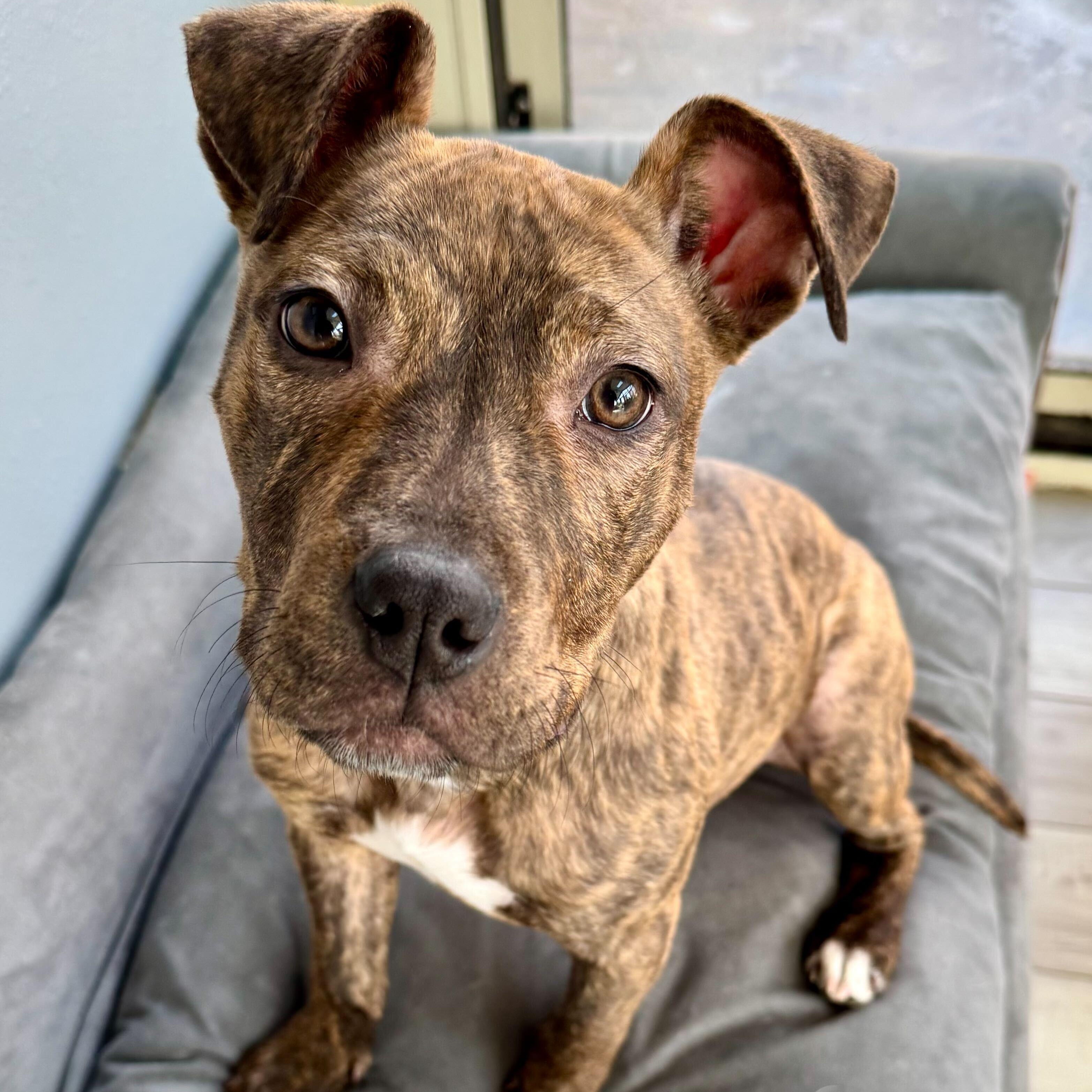 Enlarge Pink Socks, a ADOPTABLE mixed breed in Cedar Rapids, IA image 1/6