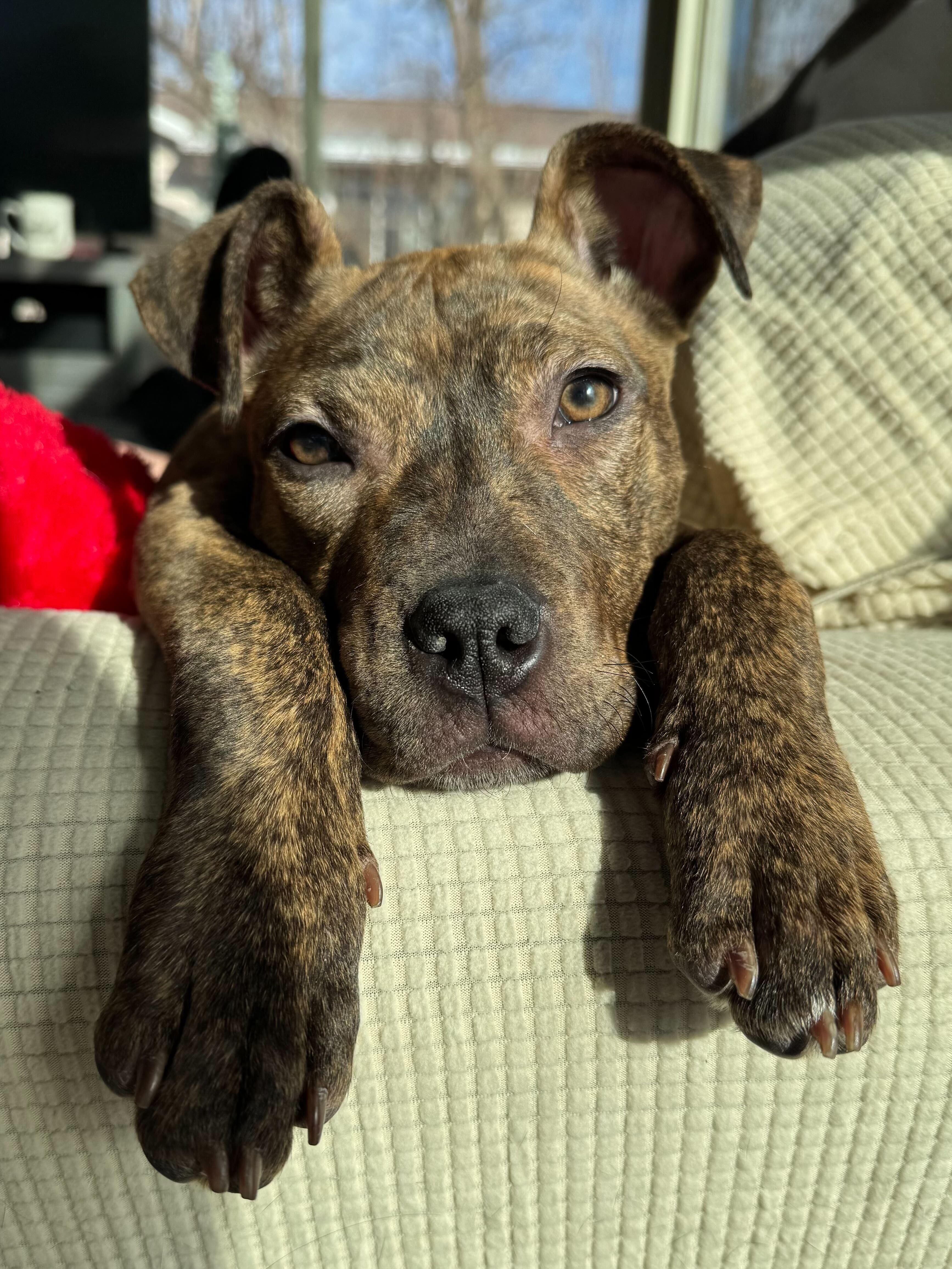 Enlarge Pink Socks, a ADOPTABLE mixed breed in Cedar Rapids, IA image 3/6