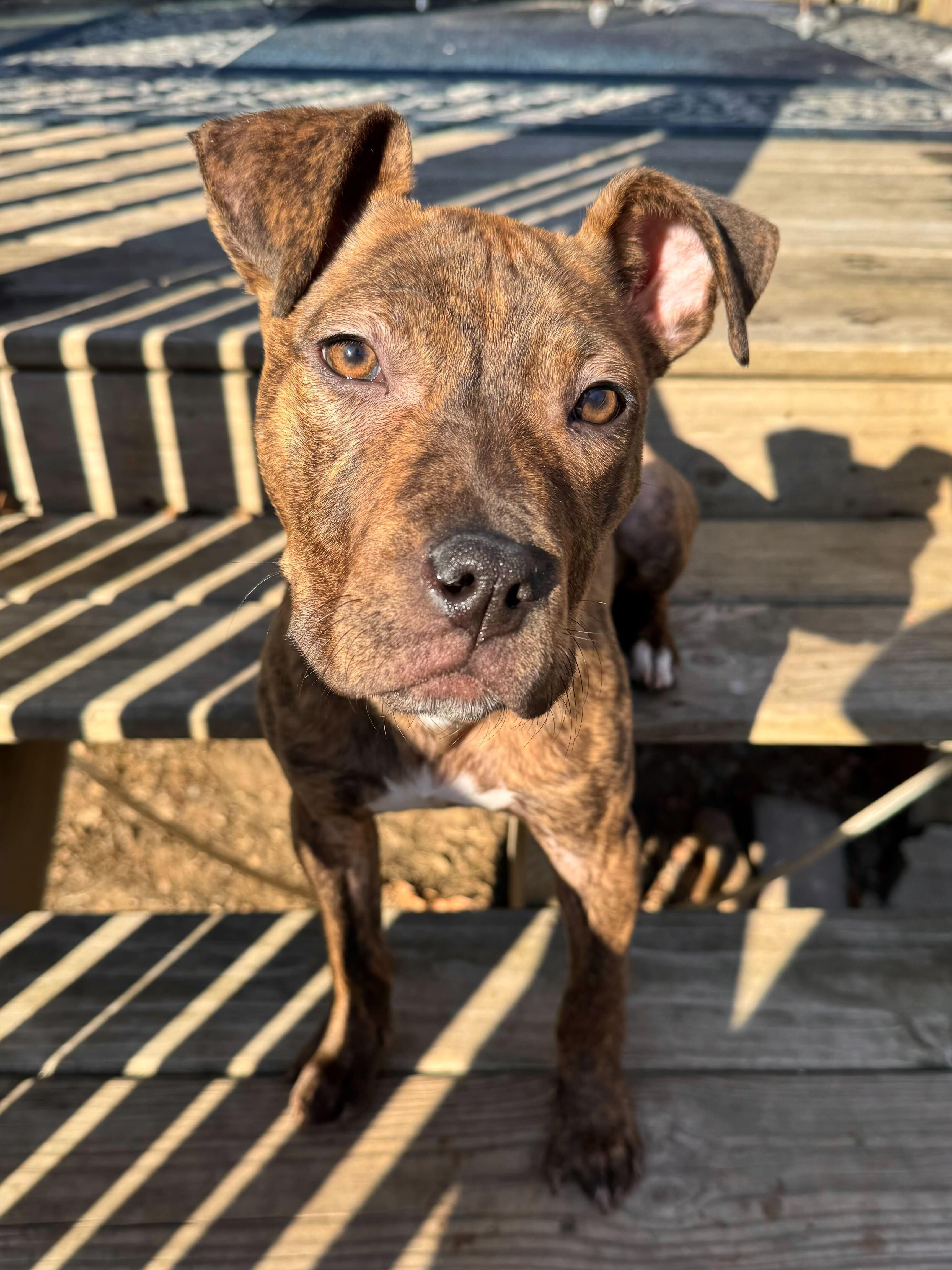 Enlarge Pink Socks, a ADOPTABLE mixed breed in Cedar Rapids, IA image 4/6