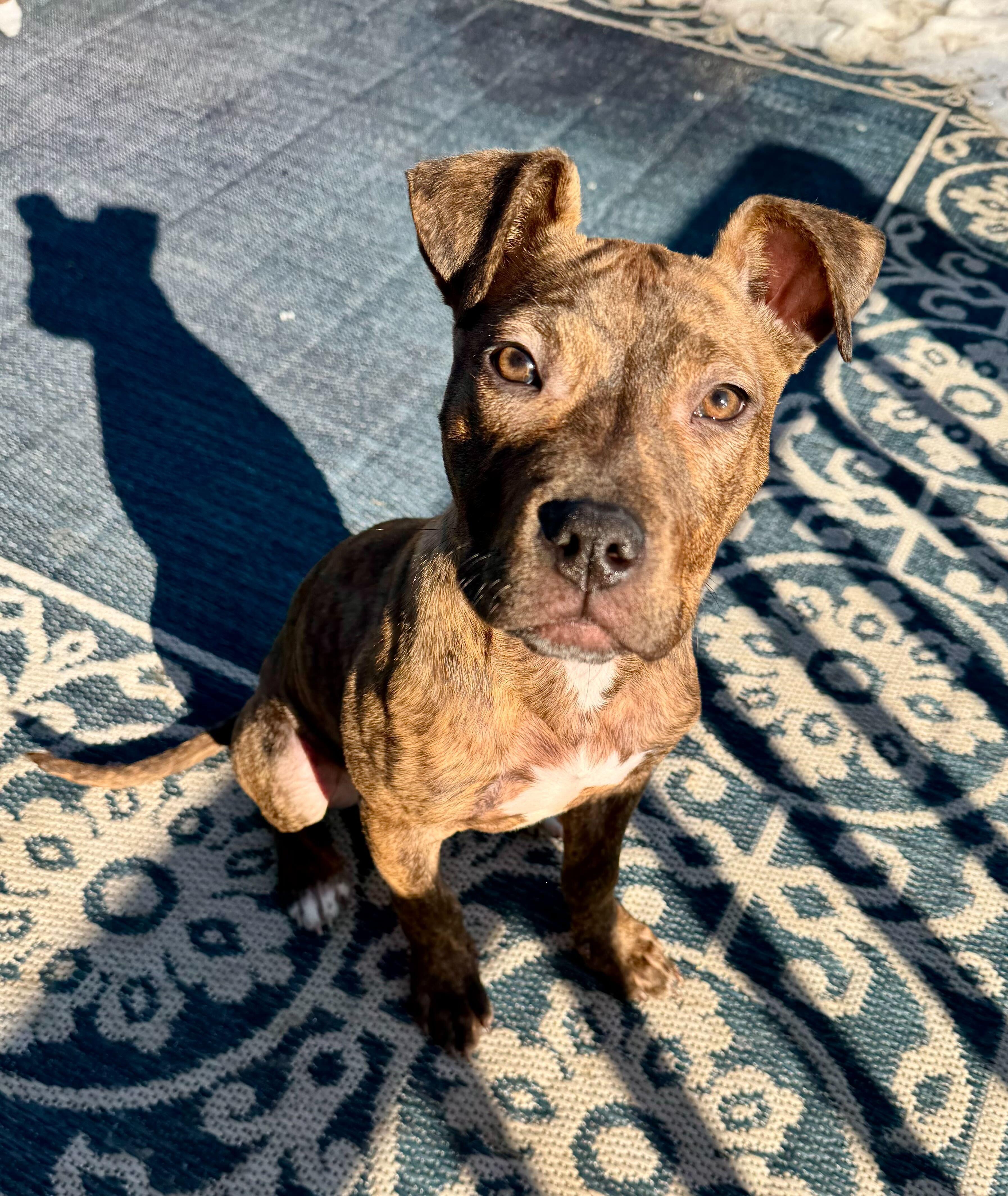 Enlarge Pink Socks, a ADOPTABLE mixed breed in Cedar Rapids, IA image 5/6