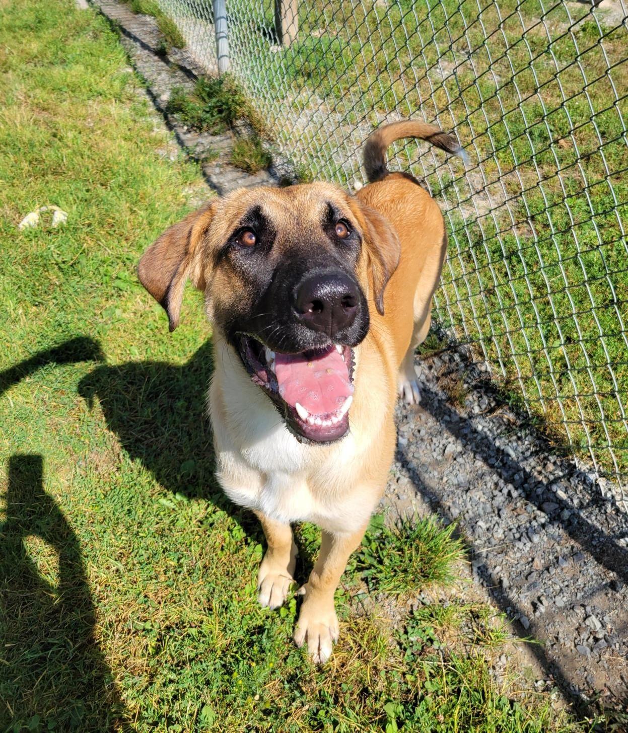 Deano 40246 (Approx. 10 Months Old), a ADOPTABLE mixed breed in Langley, BC image 3/3