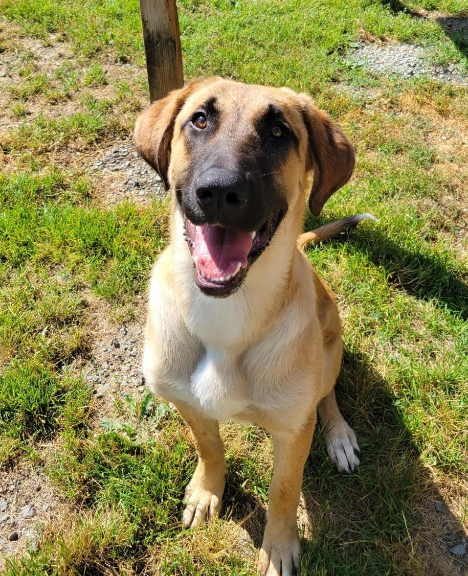 Deano 40246 (Approx. 10 Months Old), ADOPTABLE, Young Male Great Dane & German Shepherd Dog.