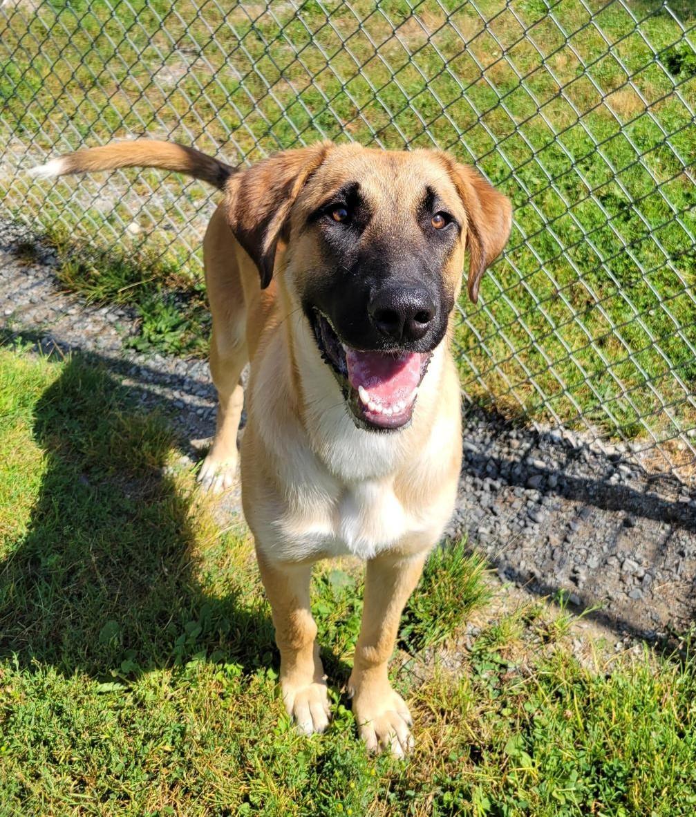 Deano 40246 (Approx. 10 Months Old), a ADOPTABLE mixed breed in Langley, BC image 2/3
