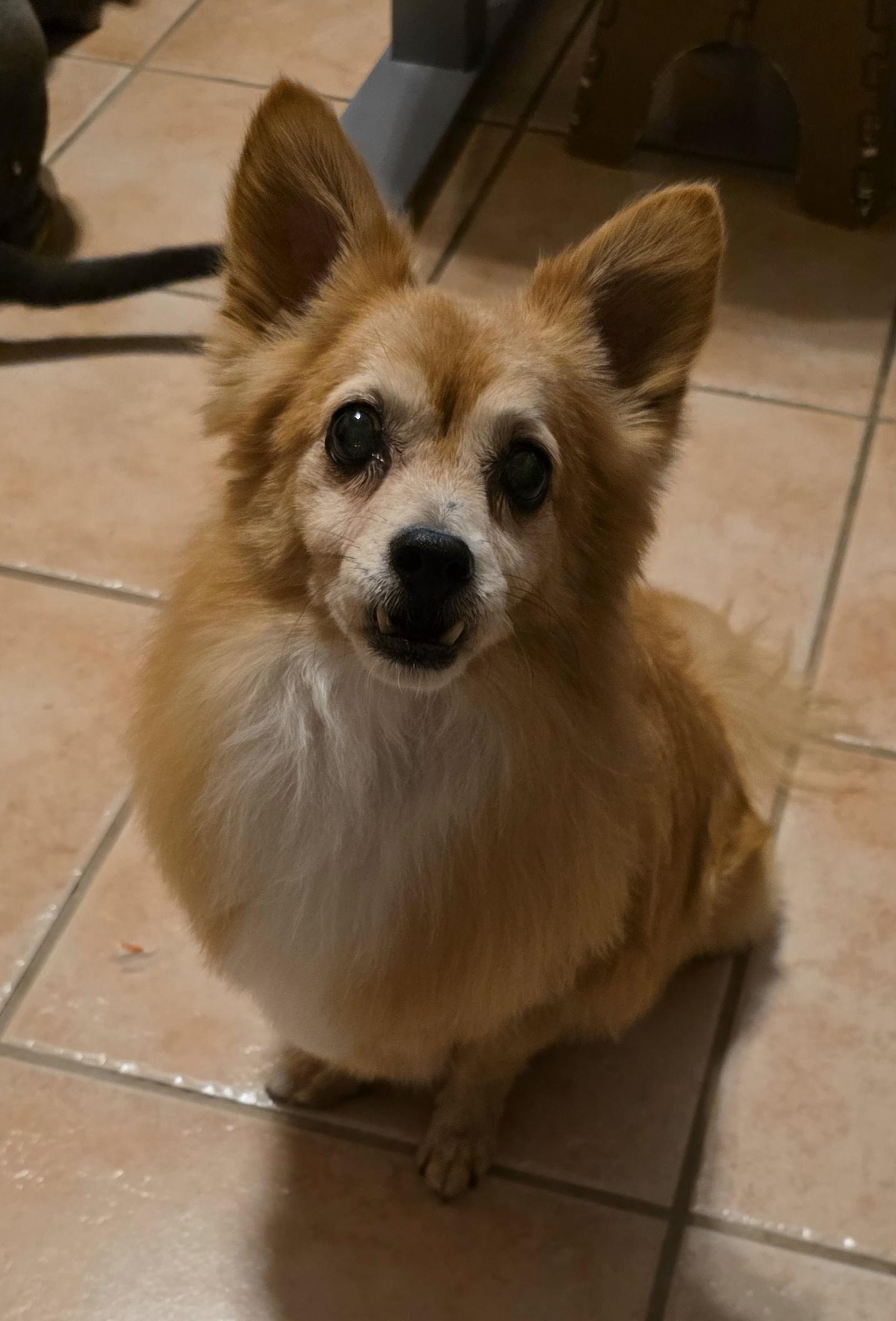 Enlarge Henry, a Adoptable mixed breed in Grand Junction, CO image 1/4