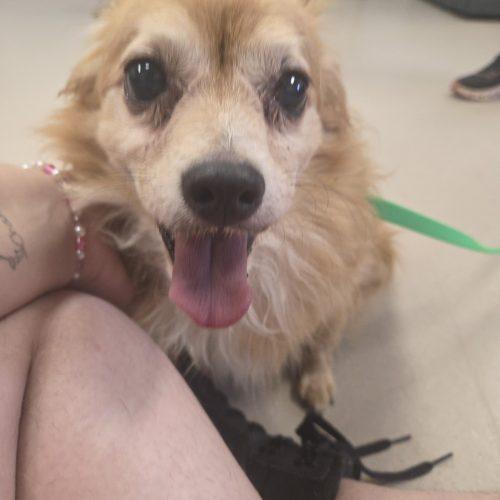 Honey, Adoptable, Adult Male Pomeranian & Mixed Breed.