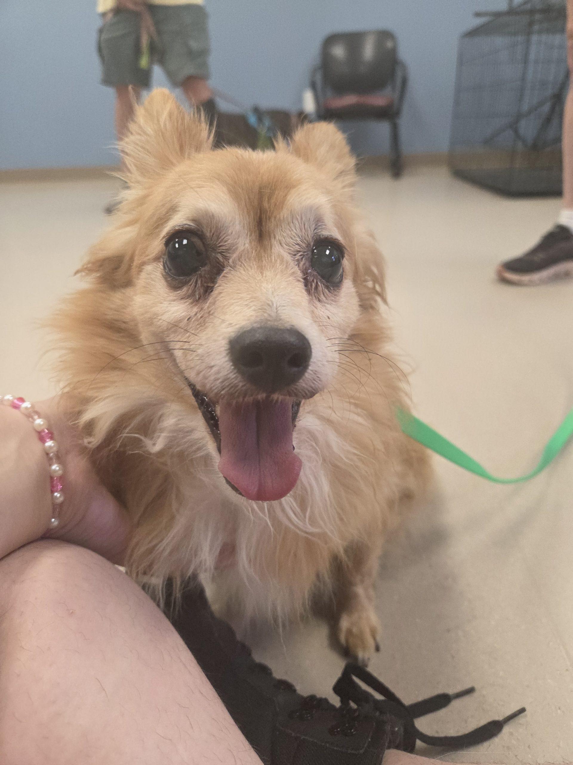 Enlarge Honey, a Adoptable mixed breed in Grand Junction, CO image 2/3
