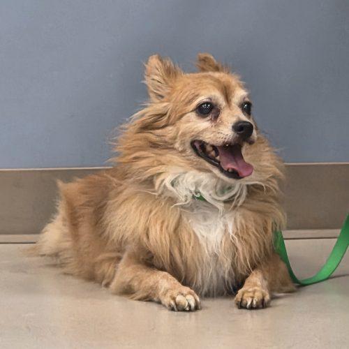 Enlarge Honey, a Adoptable mixed breed in Grand Junction, CO image 3/3